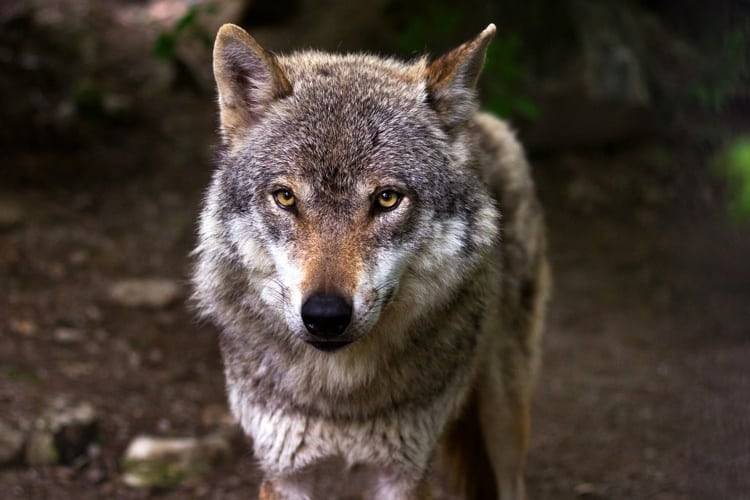 Kanton schliesst proaktive Wolfsregulation ab