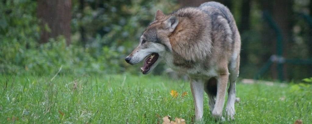 Abgeschossener Wolf gefunden