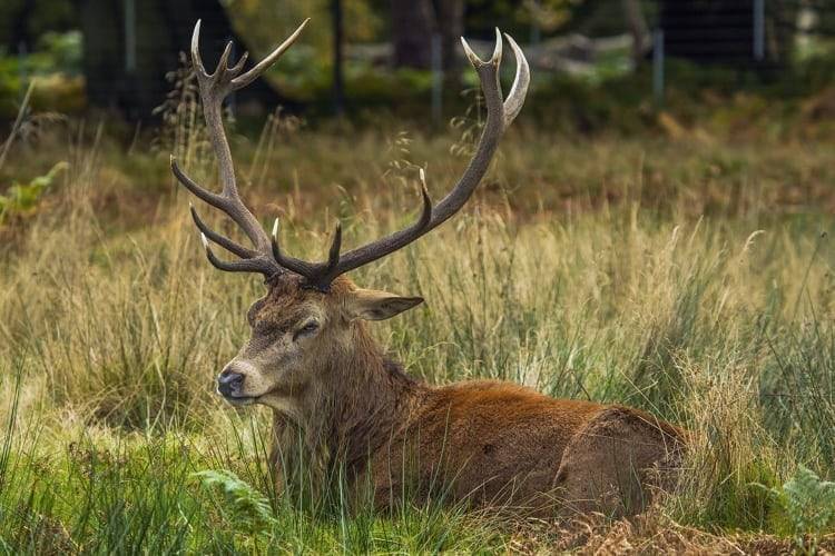 Die Bündner Jäger:innen haben erfüllt