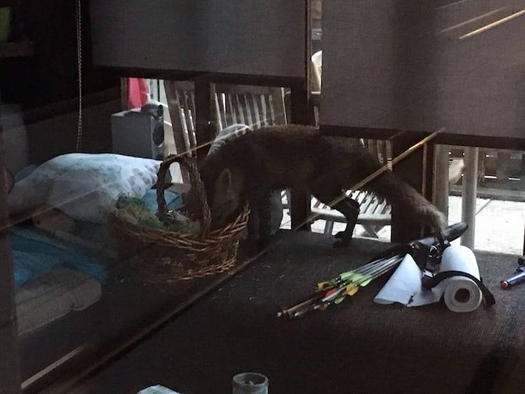 Fuchs, du hast ein Ei gestohlen