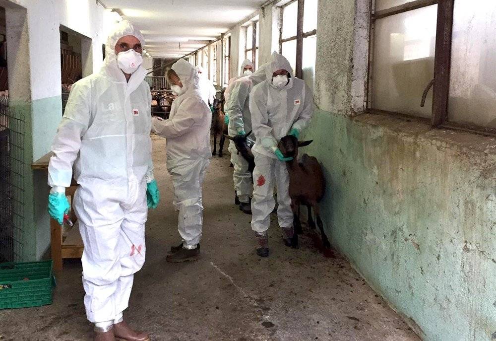 145 Ziegen sterben an Paratuberkulose