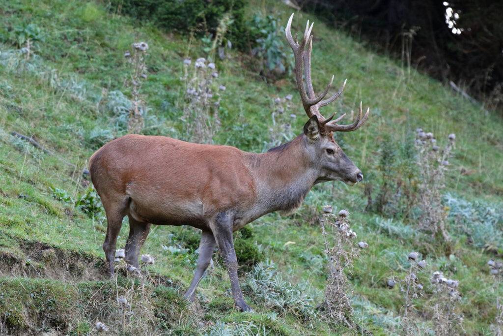 Positives Zwischenergebnis der Bündner Jagd 2025