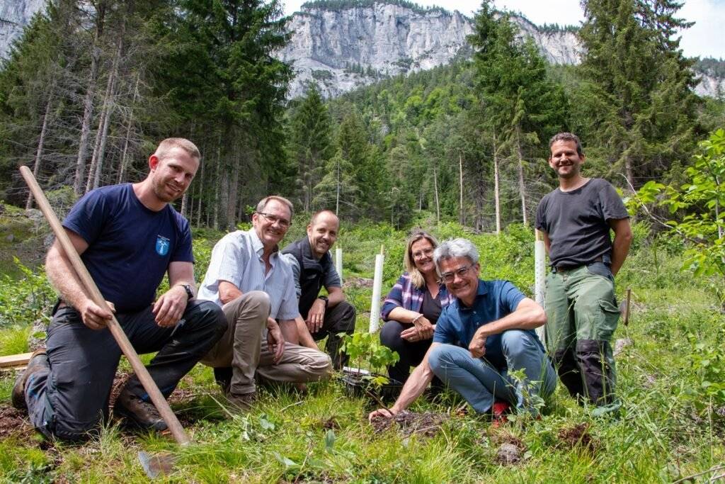 Klimafitte Baumarten für die Bergwälder